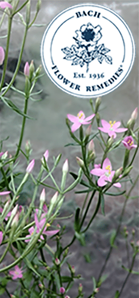 Fleurs LPEFB