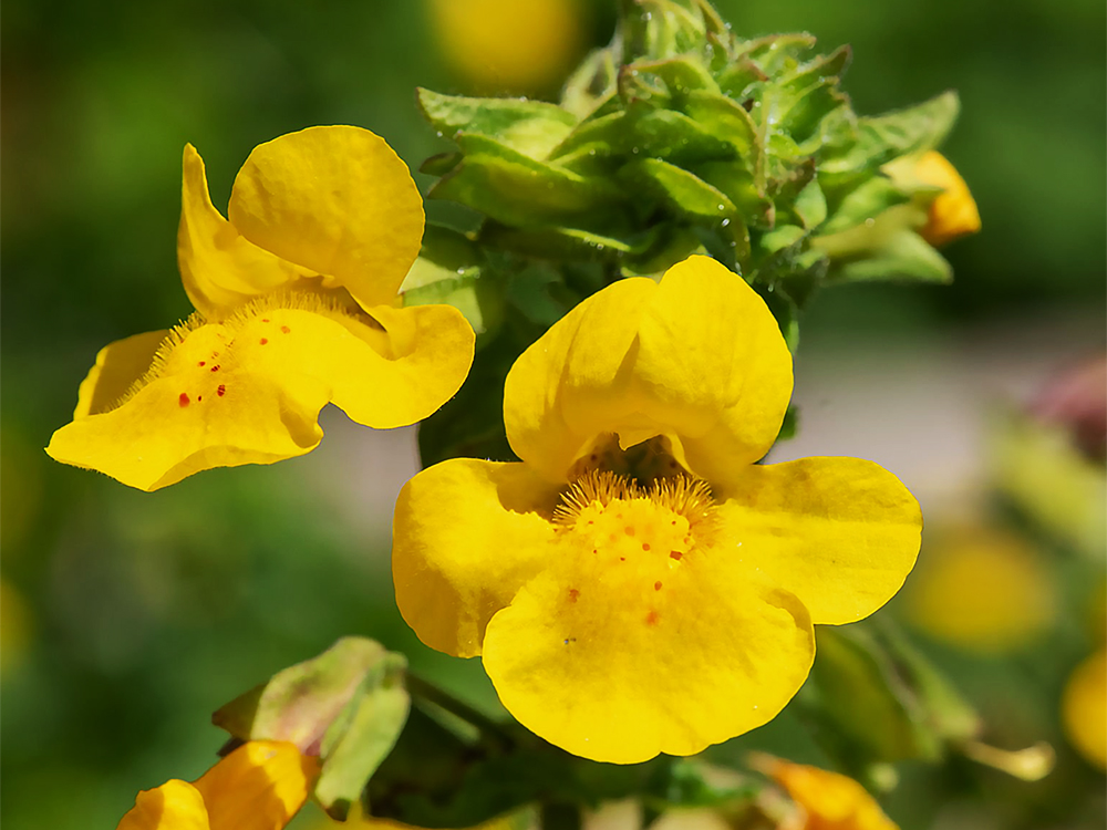 Mimulus