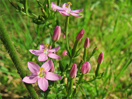 Centaury Centaury
